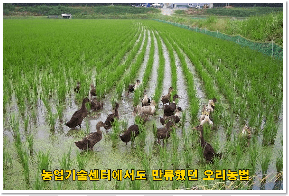 노무현오리농법01