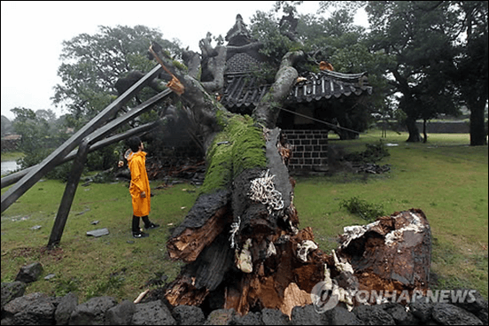 ▲제주 성읍민속마을에 있는 600년된 팽나무가 태풍에 부러진 모습. 출처:연합뉴스