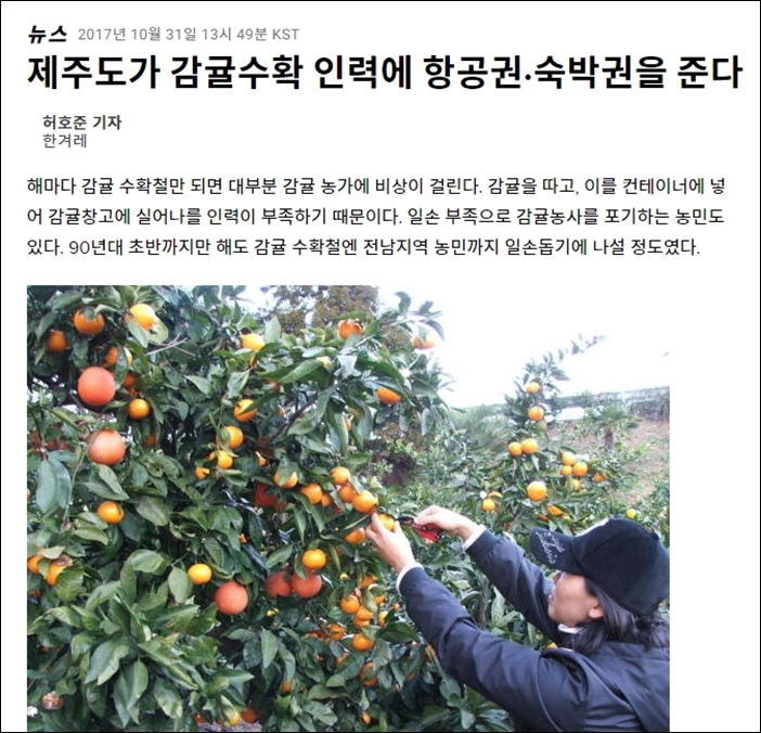 ▲제주도에서 감귤 수확 인력을 모집한다는 뉴스 기사 ⓒ허프포스트코리아 뉴스 화면 캡처