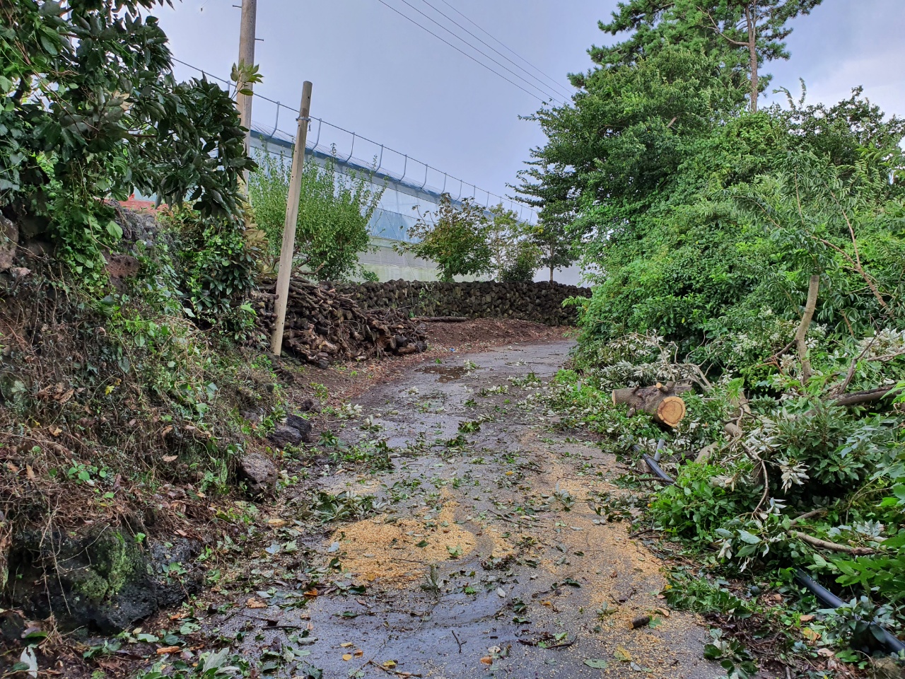 ▲태풍 찬투로 나무가 쓰러진 도로를 소방대원들이 안전조치를 해서 복구한 모습 ⓒ제주소방안전본부 