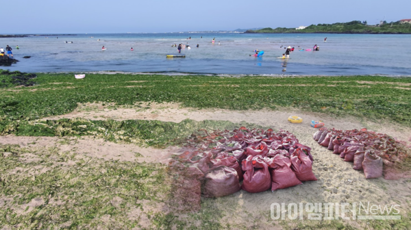 ▲2020년 하도리 해수욕장의 모습, 밀려든 해조류 때문에 백사장이 마치 잔디밭 같다. 마을에서 매일 제거하지만 쉽지 않다. 