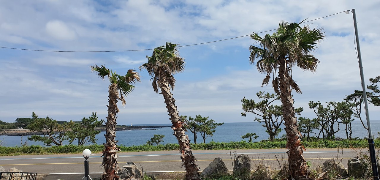 ▲제주시에 비해 서귀포는 더 따뜻하고 날씨도 좋다. 그러나 제주도민들은 대부분 제주시에 산다. 