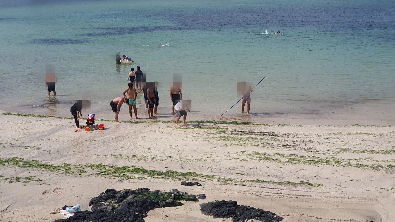 ▲ 제주 바닷가에서 해파리를 건져 내고 있는 모습. 모래사장에 파래가 쌓여있다. 